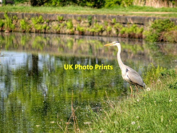 Photo 6"x4" Heron at Manchester, Bolton and Bury Canal in Radcliffe Radcliffe\/SD7807 c2015