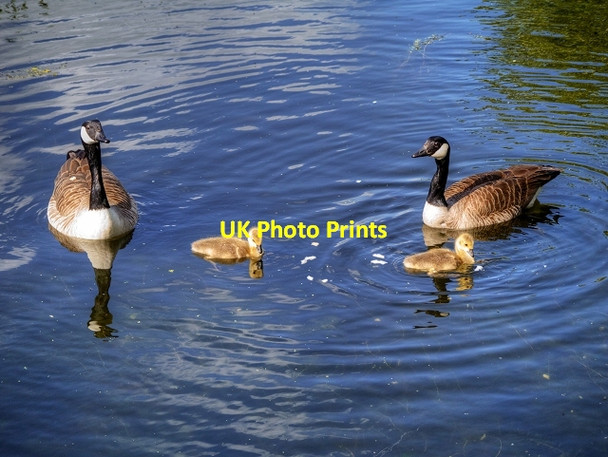 Photo 6"x4" Canada Geese and Goslings Radcliffe\/SD7807 c2015