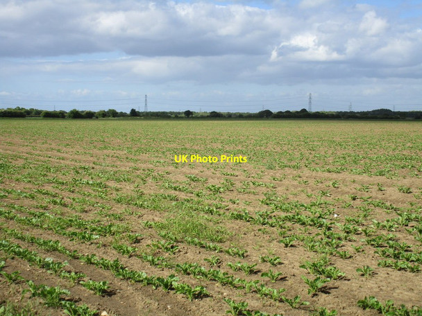 Photo 6"x4" Flat fields near Arksey Bentley\/SE5605 c2015