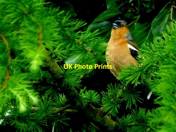 Photo 6"x4" Chaffinch, Lisnamallard Omagh c2015