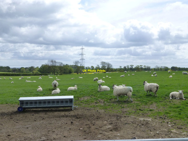 Photo 6"x4" Sheep in pasture  Belsay c2015