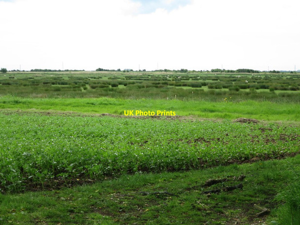 Photo 6"x4" Pevensey Levels Golden Cross\/TQ6310 c2015