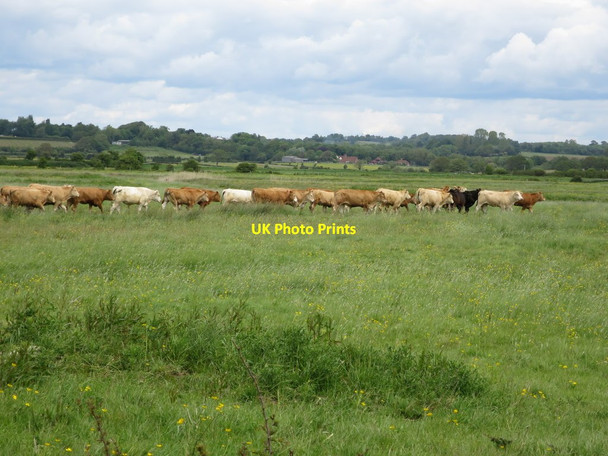 Photo 6"x4" Cows on Pevensey Levels Golden Cross\/TQ6310 c2015