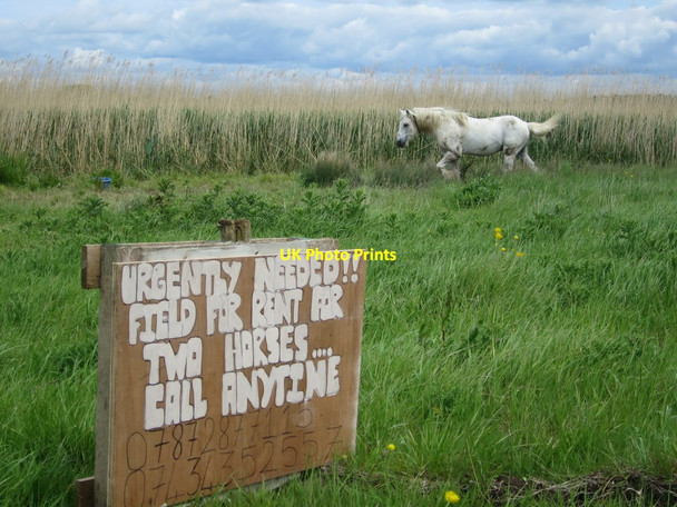 Photo 6"x4" Horse on Pevensey Levels Golden Cross\/TQ6310 c2015