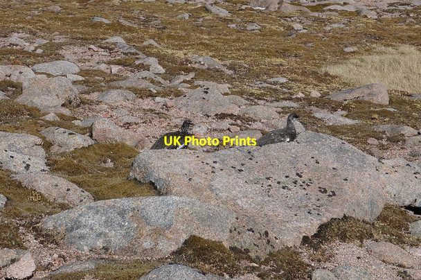 Photo 6"x4" A pair of Ptarmigan in summer plumage Lurcher's Crag\/Creag an Leth-choin c2015