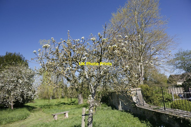 Photo 6"x4" Blossom on the Trees Eaton Hastings c2015