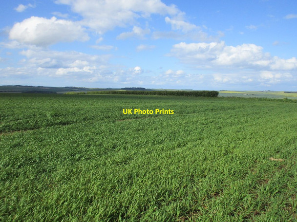 Photo 6"x4" Wheat field above Burton Fleming Burton Fleming c2015