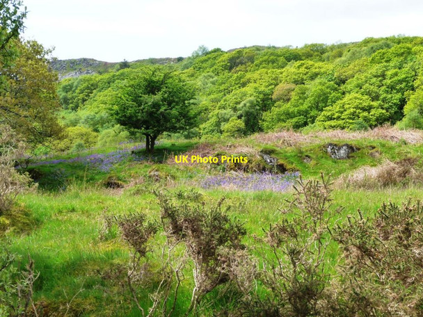 Photo 6"x4" Bluebells in Cwm Pennant Cwm Pennant\/SH5347 c2015