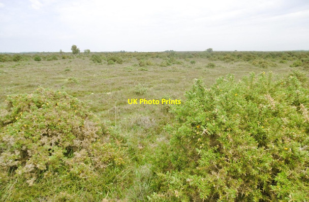 Photo 6"x4" Pilley, heathland Bull Hill\/SZ3398 c2015