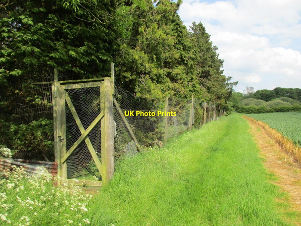 Photo 6"x4" Pheasantry and fir trees Kilnwick c2015