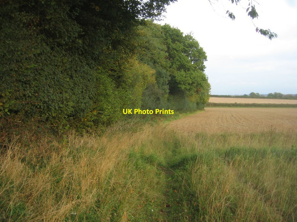 Photo 6"x4" Edge of Mother's Copse Newfound c2015