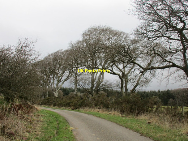 Photo 6"x4" Beech and gorse by the roadside Middlebie c2016