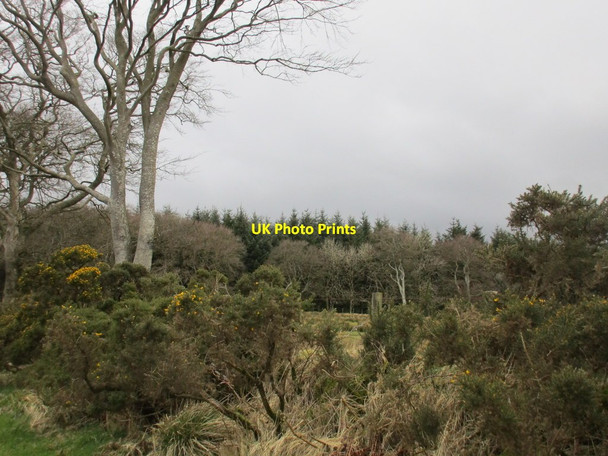 Photo 6"x4" Beech, gorse and pine Middlebie c2016