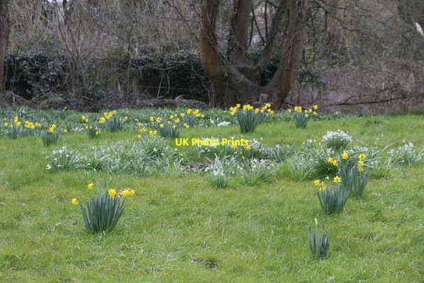 Photo 6"x4" Daffodils & Snowdrops Blewbury c2016