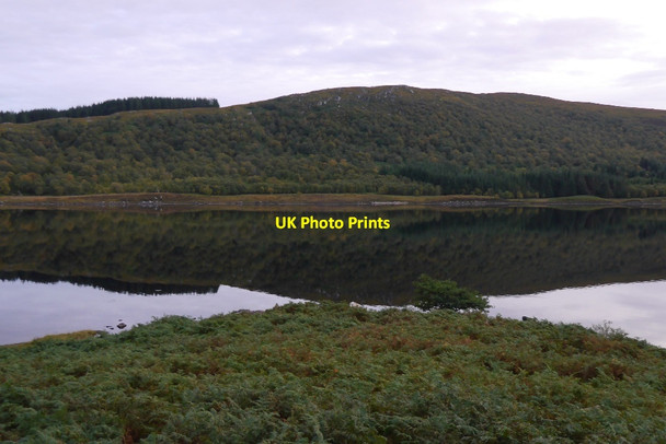 Photo 6"x4" Coill Ach' a' Ch\u00c3\u00b9il Coill Ach' a' Ch\u00f9il c2015