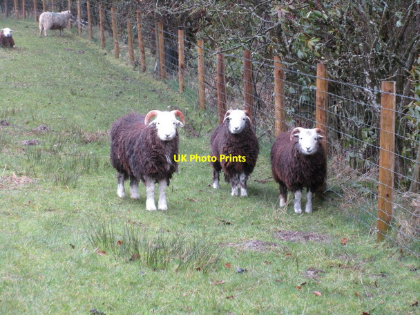 Photo 6"x4" Sheep at Nicholforest Warwicksland c2016