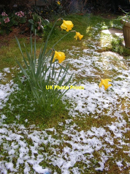 Photo 6"x4" April Snow Sedgley c2016