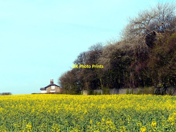 Photo 6"x4" Oakland Cottage and field of rapeseed (Brassica napus) Crosby\/SJ3198 c2016