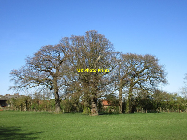 Photo 6"x4" Trees at Little Beswick Beswick\/TA0148 c2016
