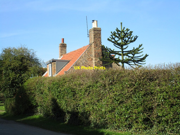 Photo 6"x4" Araucaria and modernised cottage Beswick\/TA0148 c2016