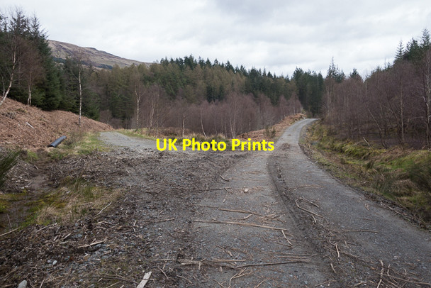 Photo 6"x4" Meeting of tracks in Loch Ard Forest Altskeith c2016