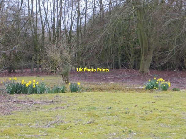 Photo 6"x4" Daffodils in the gardens Chilton\/SU4885 c2016