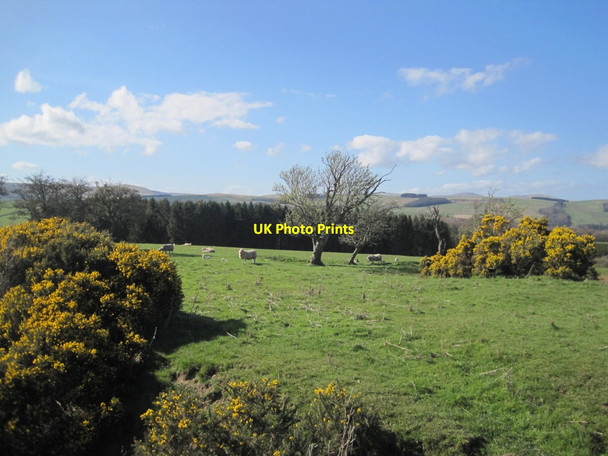 Photo 6"x4" Farmland and View towards Caisley Plantation Yetlington c2016