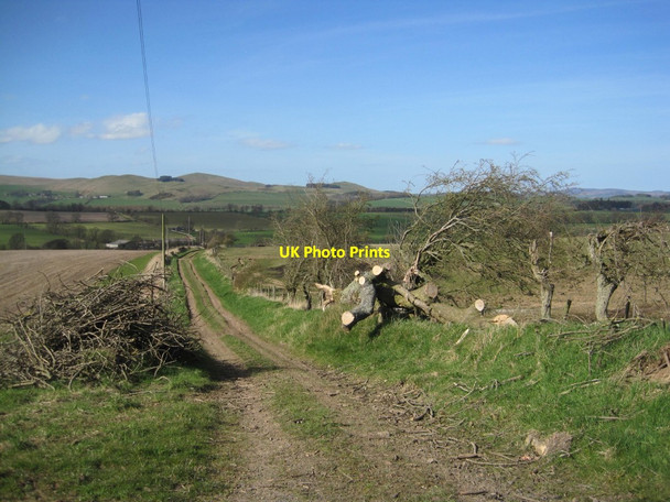 Photo 6"x4" Track to Yetlington Lane and Fallen Tree Yetlington c2016