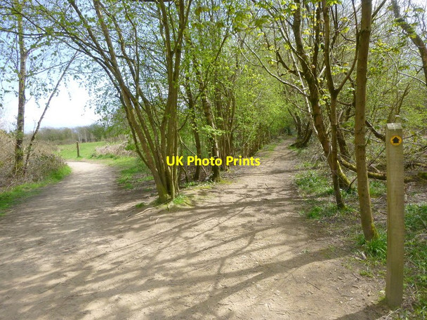 Photo 6"x4" Divergence of ways in Buchan Hill Forest Buchan Hill\/TQ2533 c2016