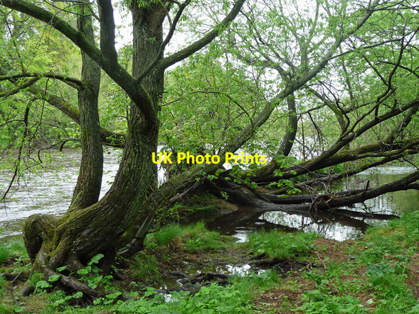 Photo 6"x4" Trees, West Tanfield West Tanfield c2013