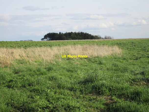 Photo 6"x4" Small area of woodland seen from the banks of the River Foulness Spaldington c2016