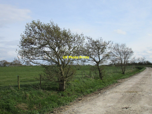 Photo 6"x4" Three small trees by a farm track Water End\/SE7838 c2016