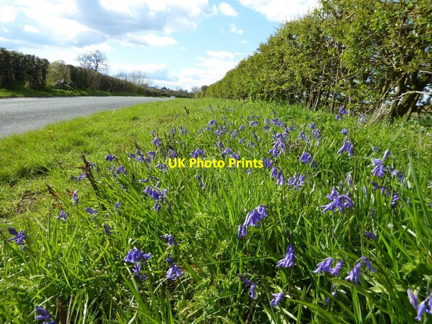 Photo 6"x4" Bluebells on the verge Kinnersley\/SO8743 c2016