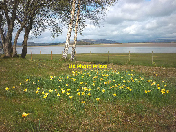 Photo 6"x4" Wild daffodils, Arnside Station Arnside\/SD4578 c2016