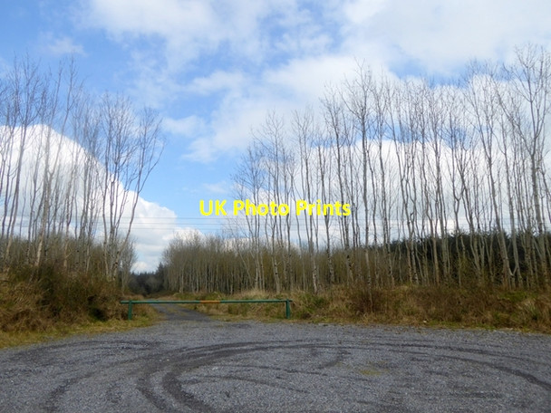 Photo 6"x4" Forest road at Skerry Rosenallis c2016