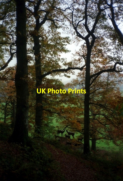 Photo 6"x4" Grizedale Forest sculpture trail Grizedale c1997