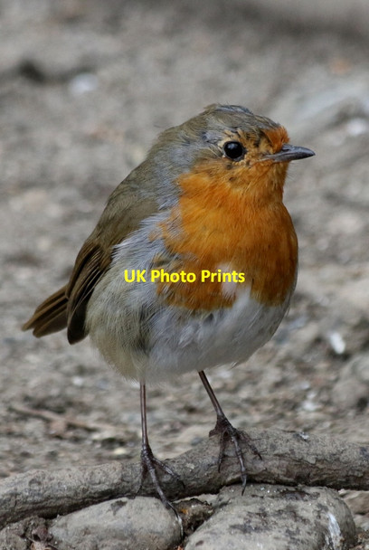 Photo 6"x4" Robin (Erithacus rubecula) by the lakeside Keswick\/NY2623 c2016