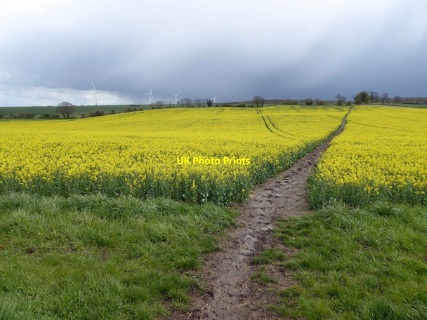 Photo 6"x4" Muddy footpath through a field of rapeseed Hampole c2016