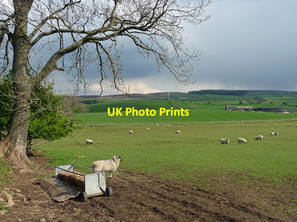 Photo 6"x4" Farmland near Broughton Broughton\/SD9451 c2013