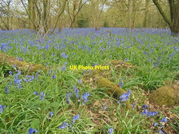 Photo 6"x4" Colour in Pardown Copse Pardown c2016