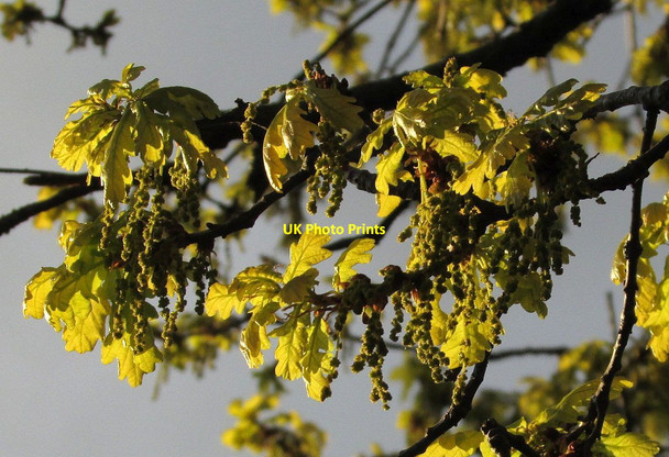 Photo 6"x4" Oak leaves, Barton Road, Torquay Torquay c2016