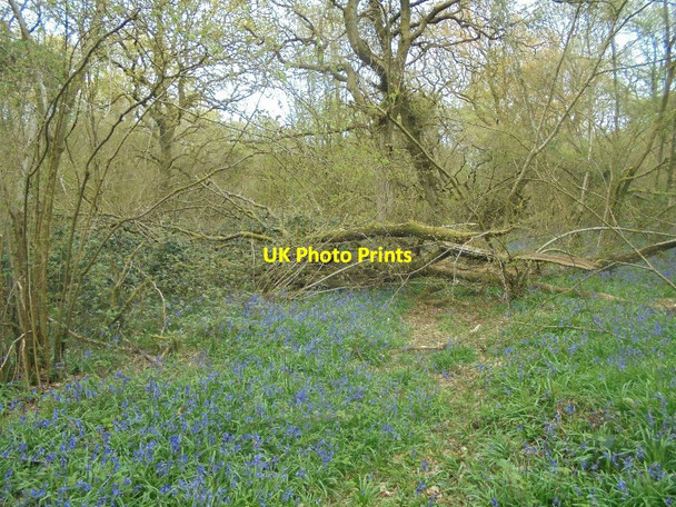 Photo 6"x4" Overgrown trail - Pardown Copse Pardown c2016