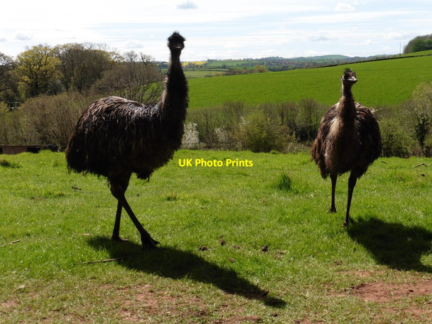 Photo 6"x4" Emus at Denbury Farm Ash Priors c2016