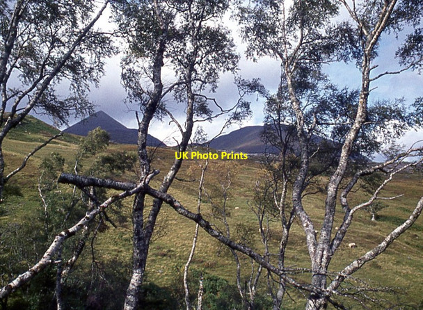 Photo 6"x4" Through silver birch to An Teallach C\u00e0rn a' Bhreabadair c1974