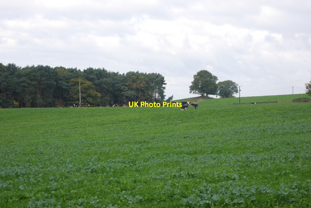 Photo 6"x4" Cattle near Acton Hill Wildwood c2015