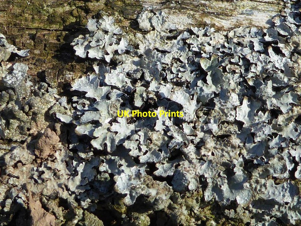 Photo 6"x4" Lichen on a gate Baughton c2016