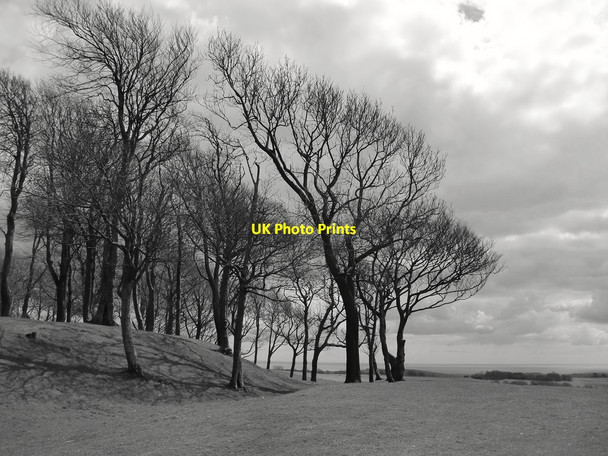 Photo 6"x4" Chanctonbury Ring: windswept beeches at the western end of the hillfort Washington\/TQ1212 c2016