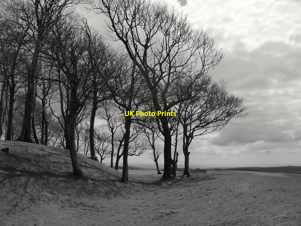 Photo 6"x4" Chanctonbury Ring: windswept beeches on the western ramparts Washington\/TQ1212 c2016