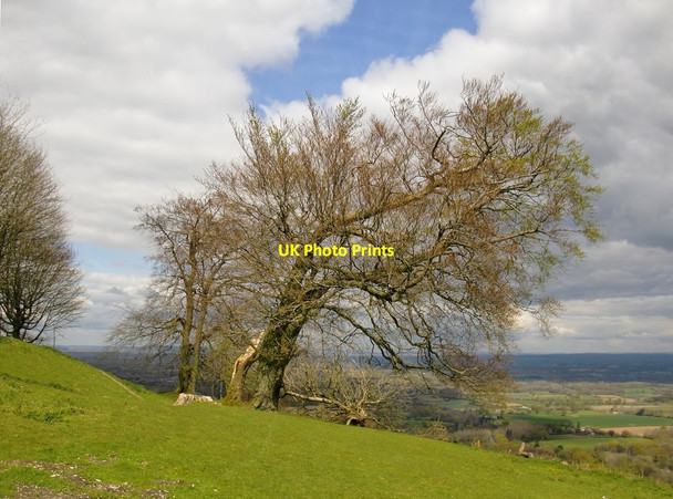 Photo 6"x4" Chanctonbury Ring: trees on the northern flanks Washington\/TQ1212 c2016