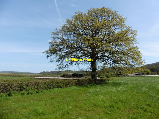 Photo 6"x4" Isolated tree near Underhill Farm Swell c2016